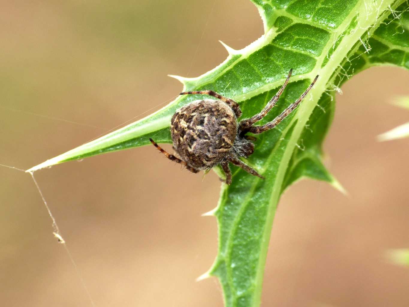 Neoscona subfusca & Agelenatea redii- Tolfa (RM)